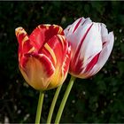 Tulpen......