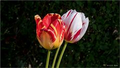 Tulpen......