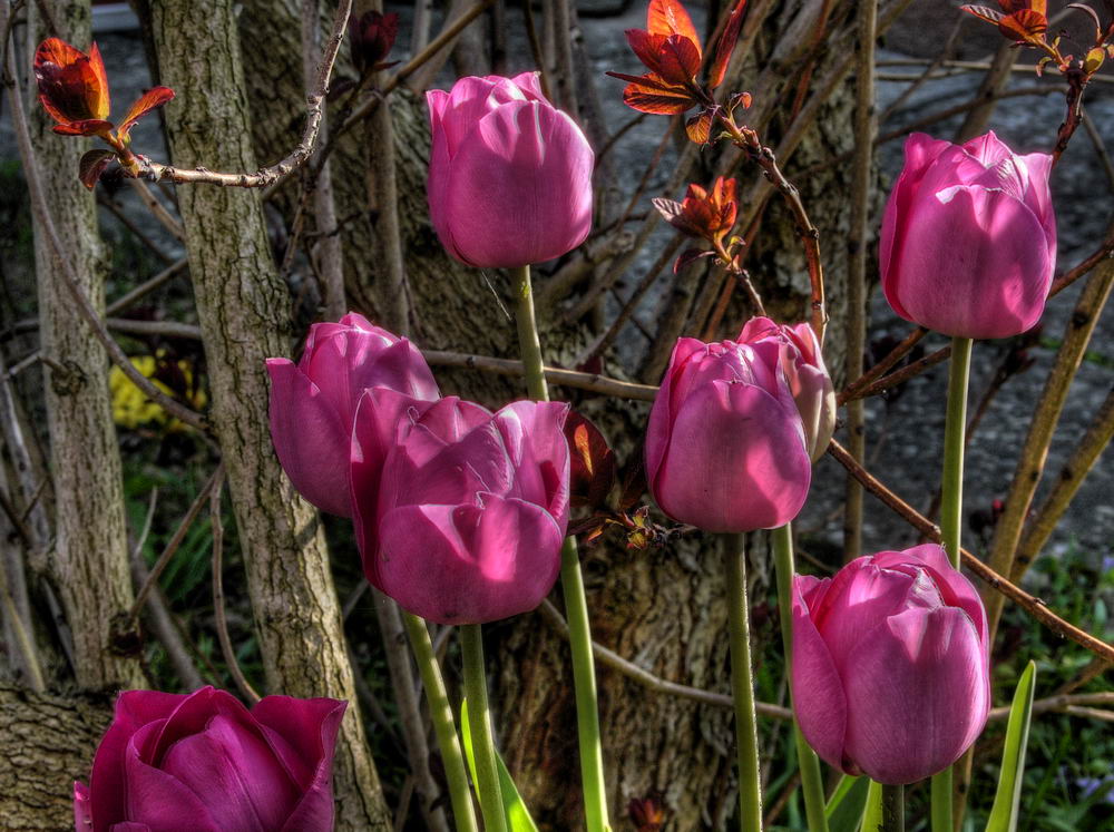 Tulpen