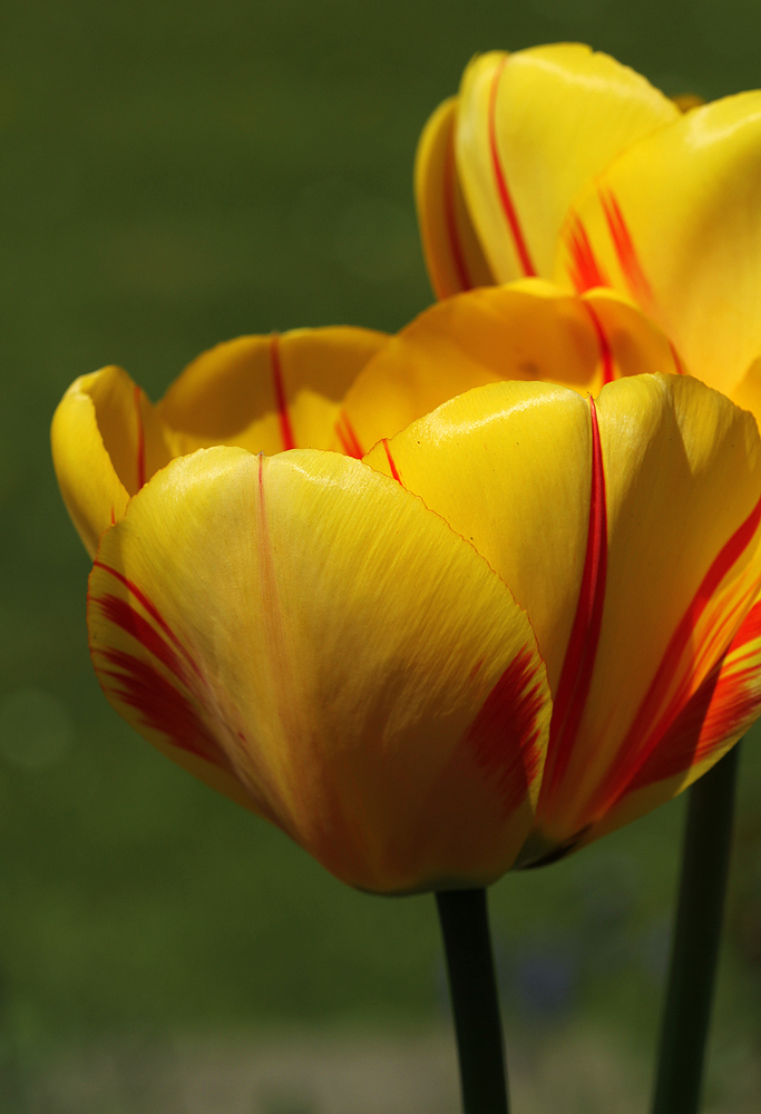 Tulpen