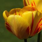 Tulpen