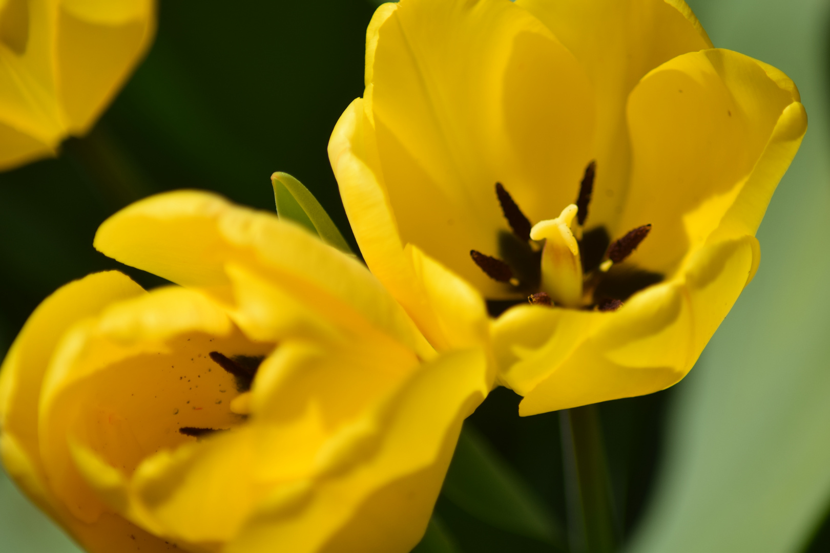 Tulpen