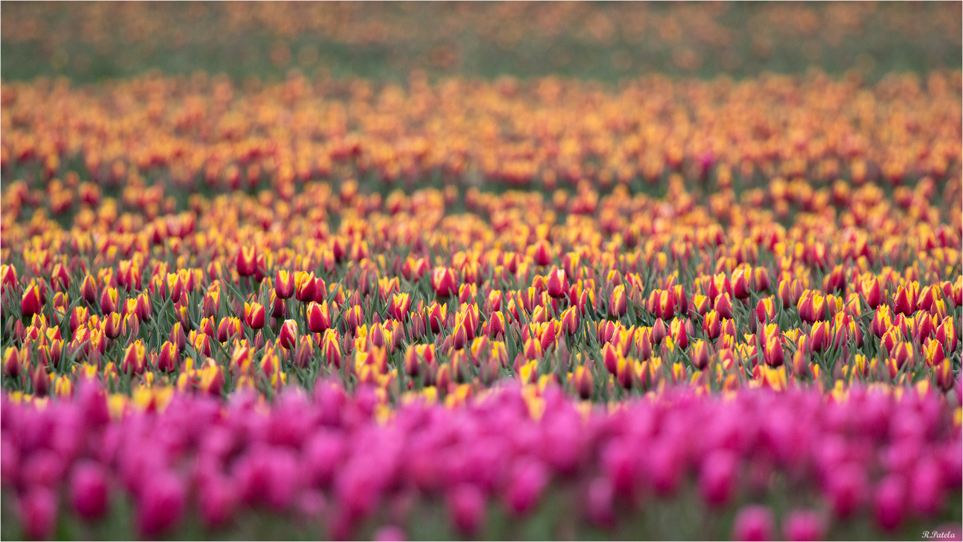 Tulpen ...