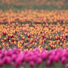 Tulpen ...