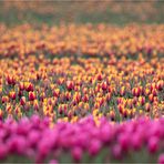 Tulpen ...