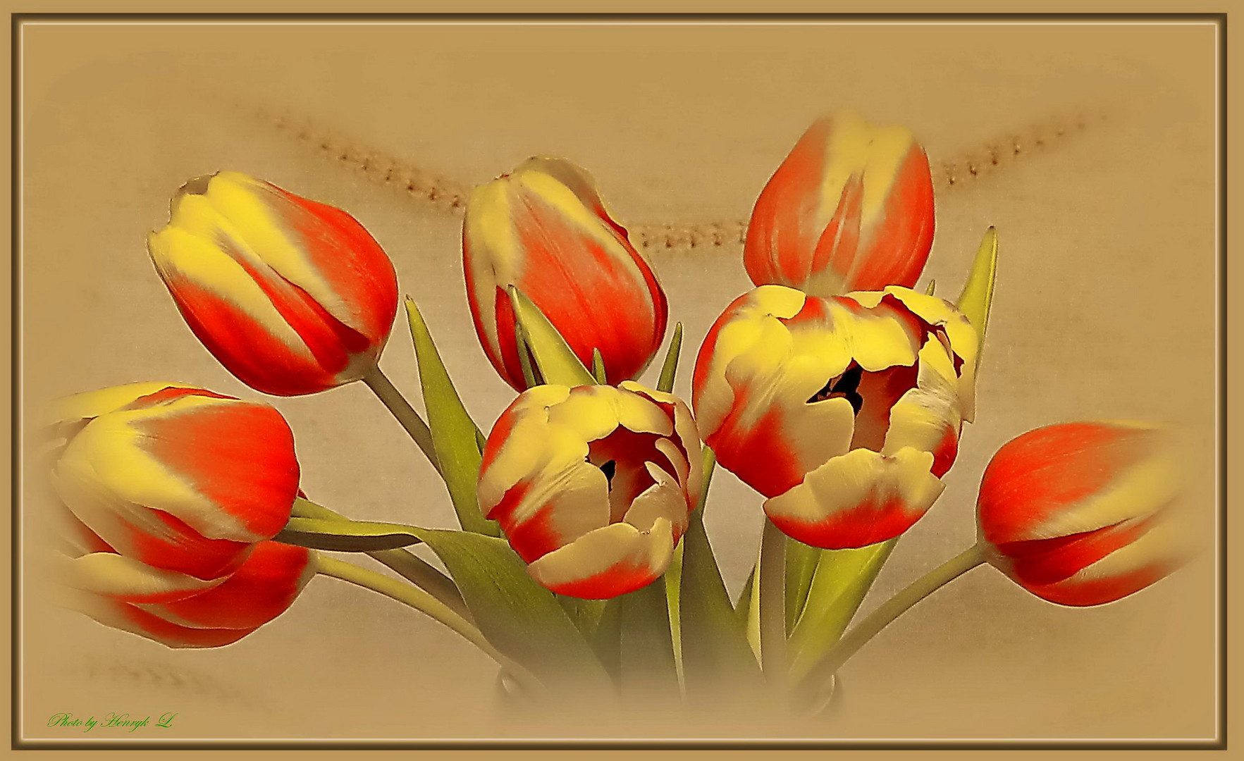 Tulpen