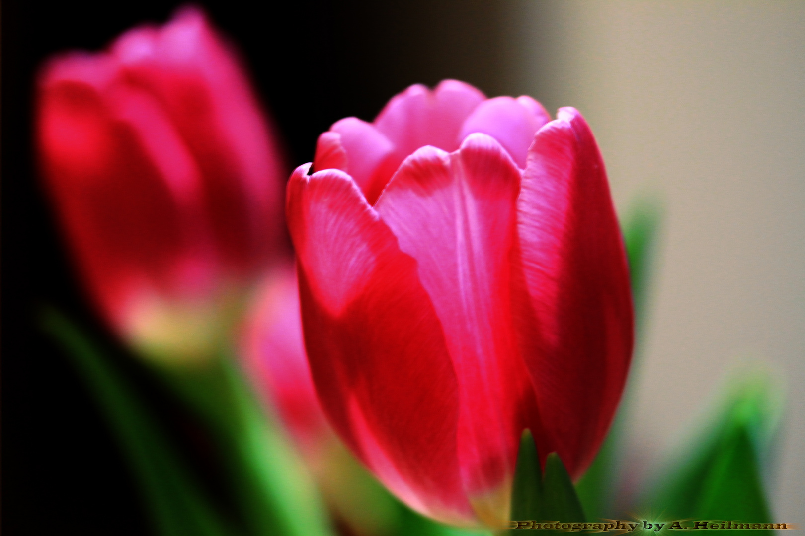 Tulpen