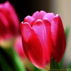 Tulpen