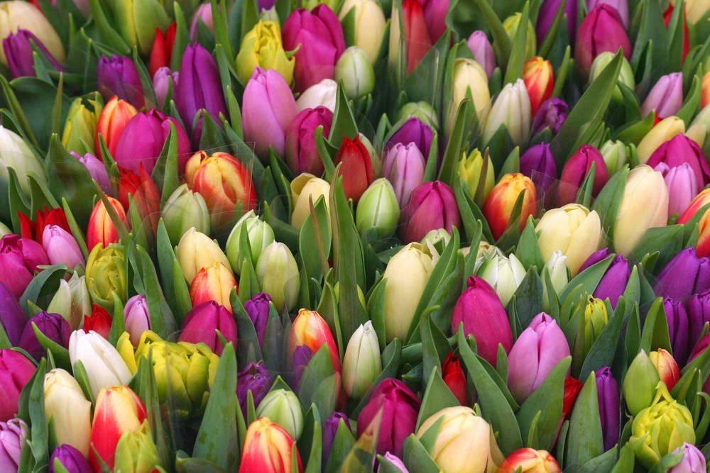 Tulpen