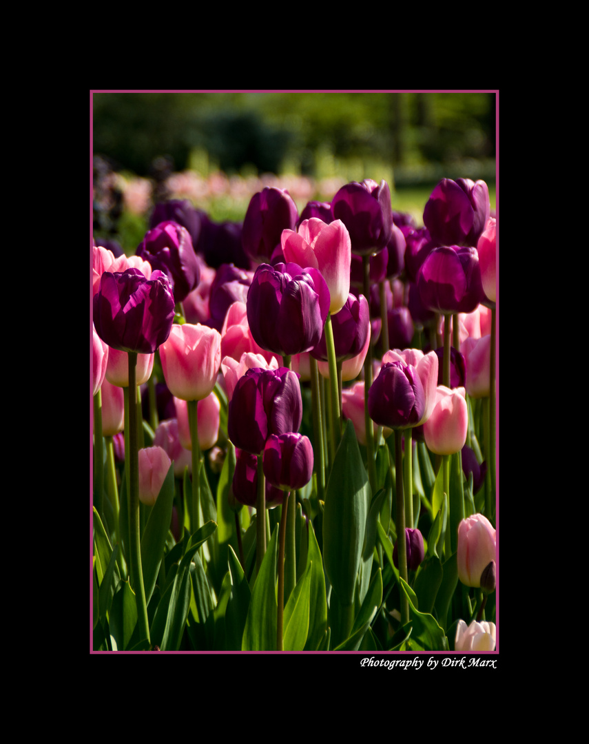 Tulpen 