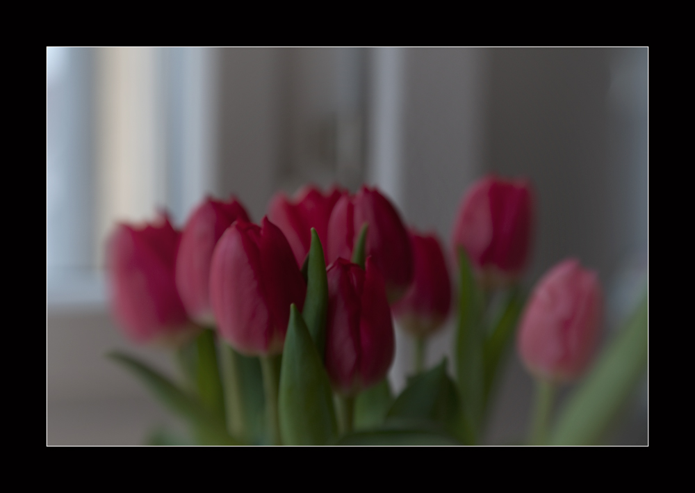 Tulpen