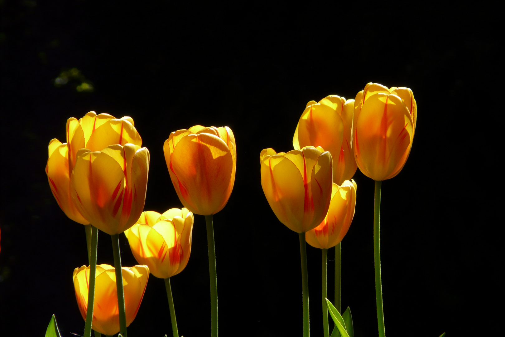 Tulpen 