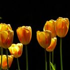 Tulpen 