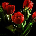 Tulpen