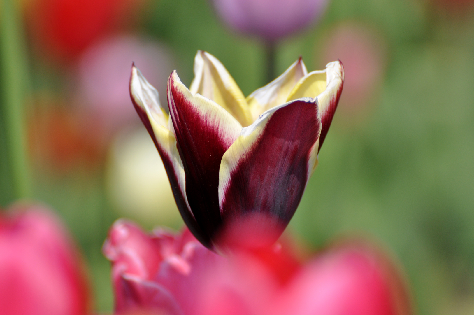 Tulpen