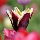 Tulpen