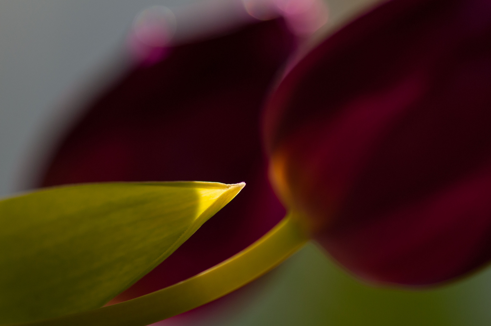 Tulpen