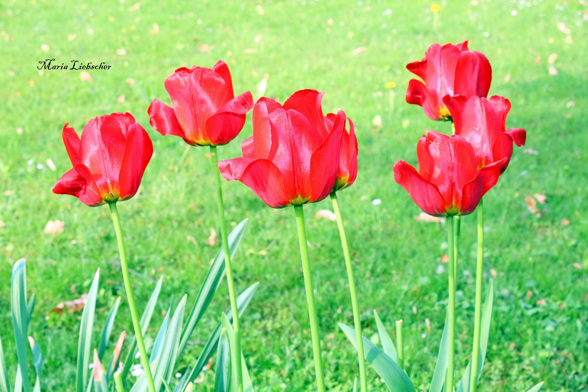 Tulpen