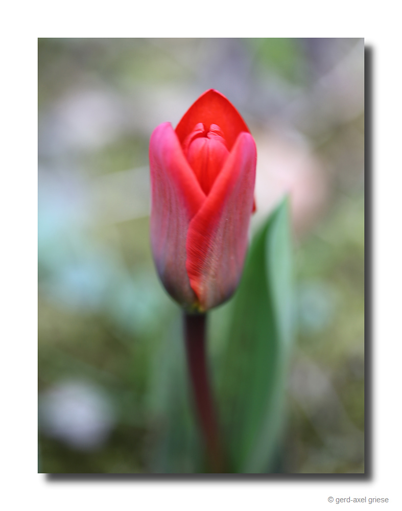 Tulpen # 7923