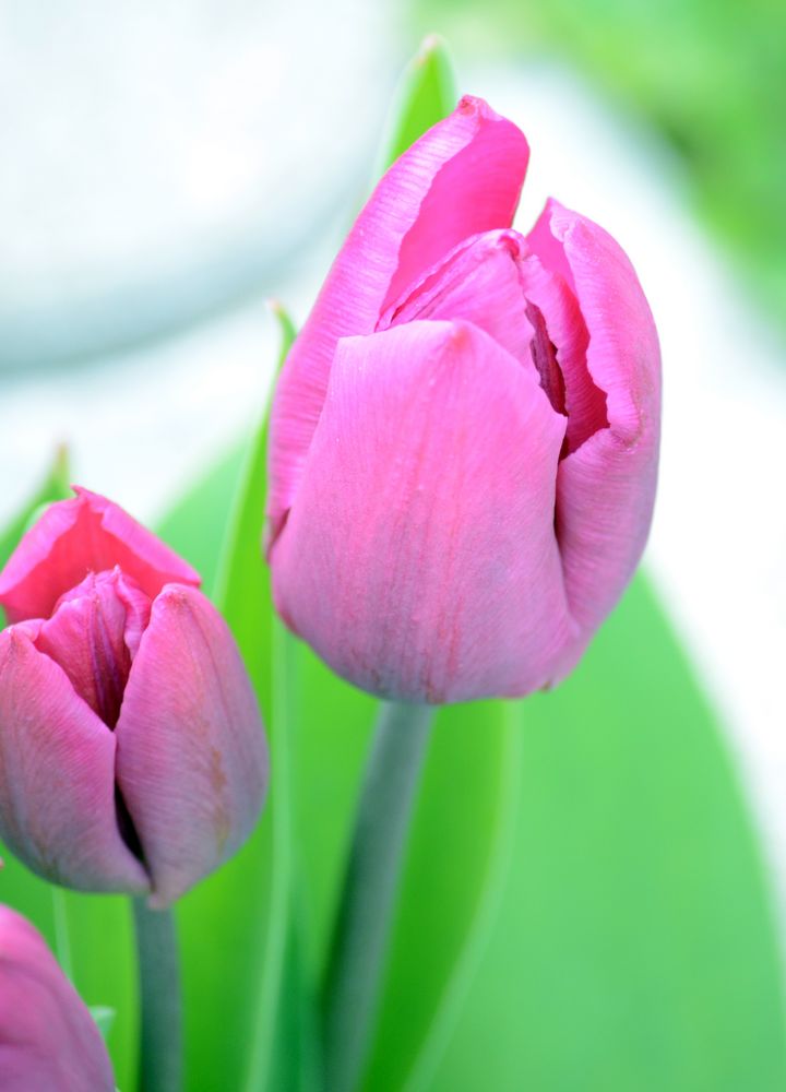 ~Tulpen~ von Johannes S.. 