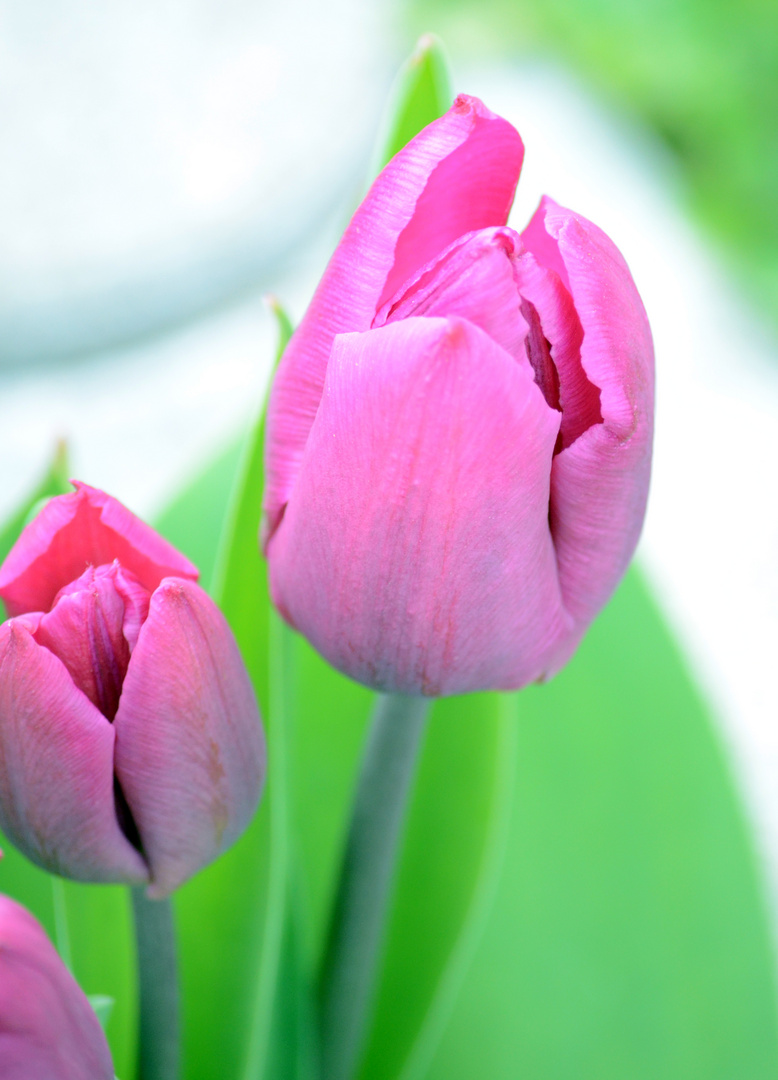 ~Tulpen~