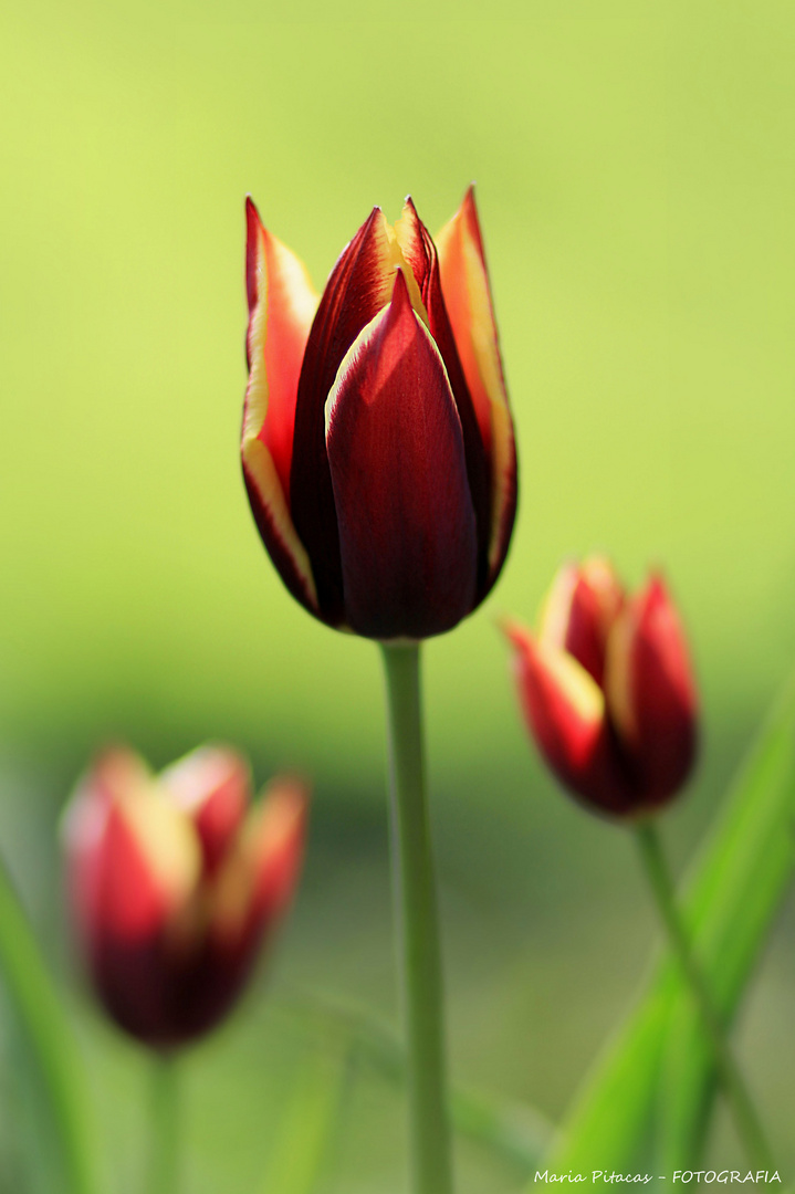 ~ Tulpen ~