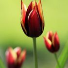 ~ Tulpen ~