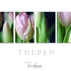 Tulpen .....