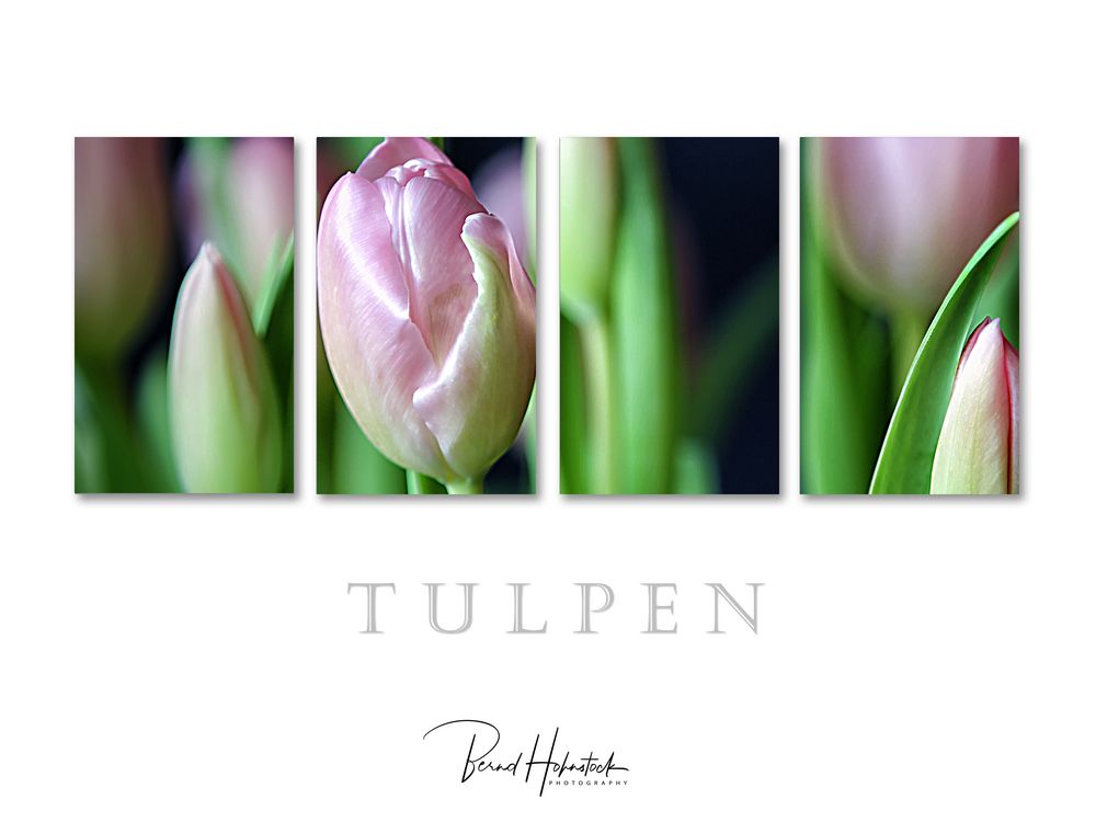 Tulpen .....