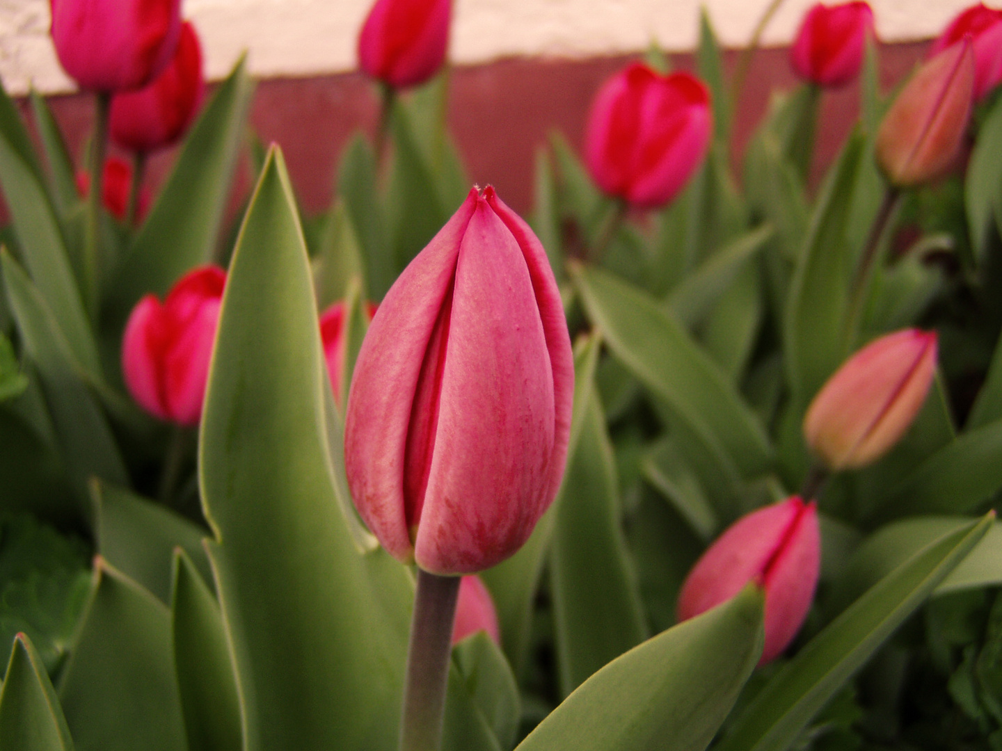 Tulpen