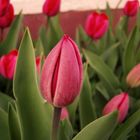 Tulpen