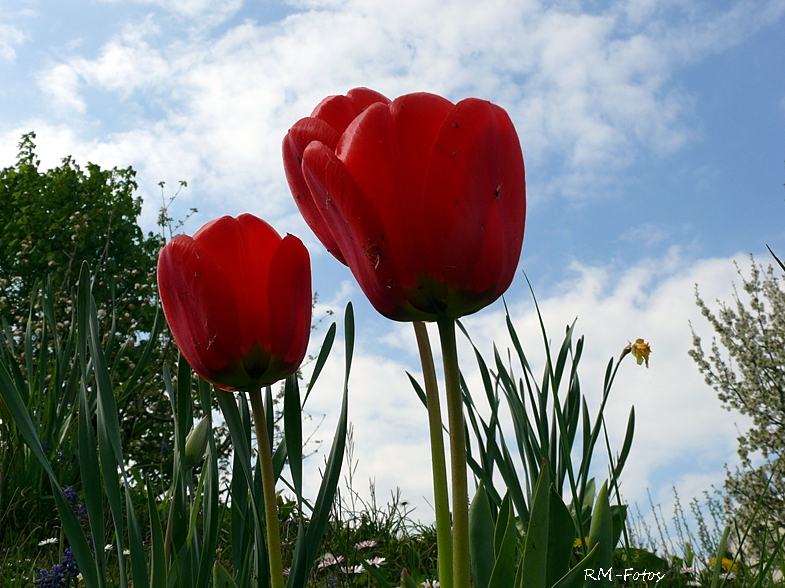 Tulpen