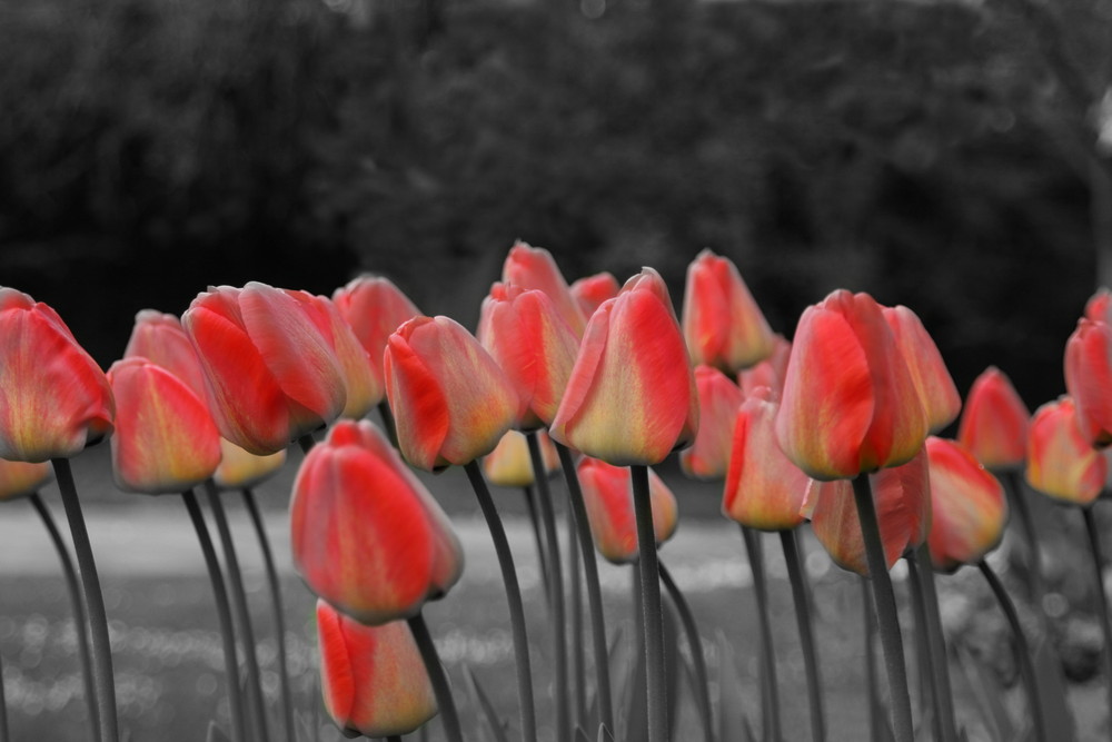 Tulpen