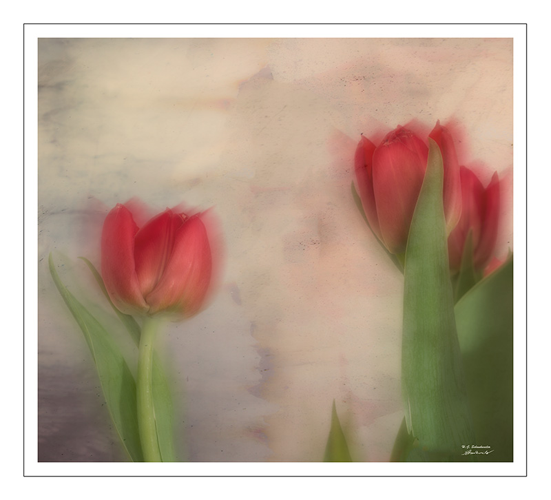 Tulpen