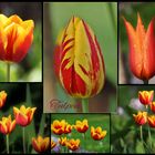 Tulpen