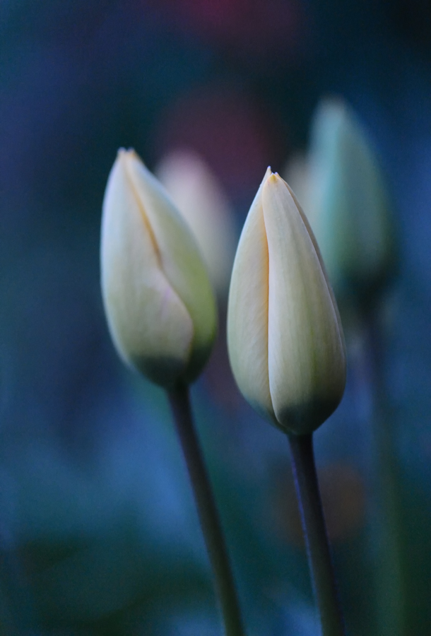 Tulpen