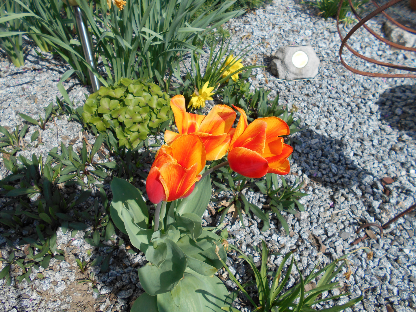 Tulpen