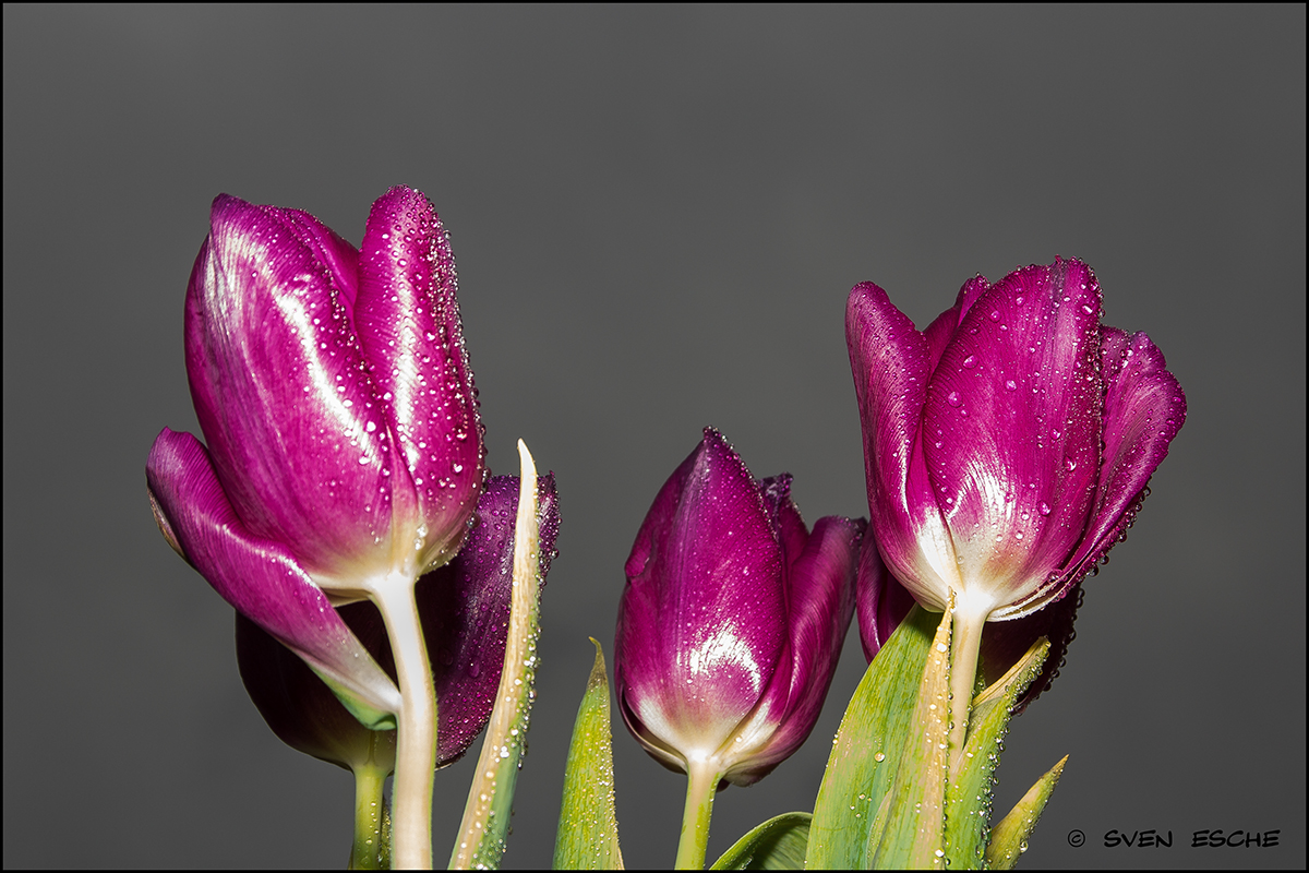 Tulpen