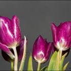 Tulpen