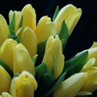 Tulpen