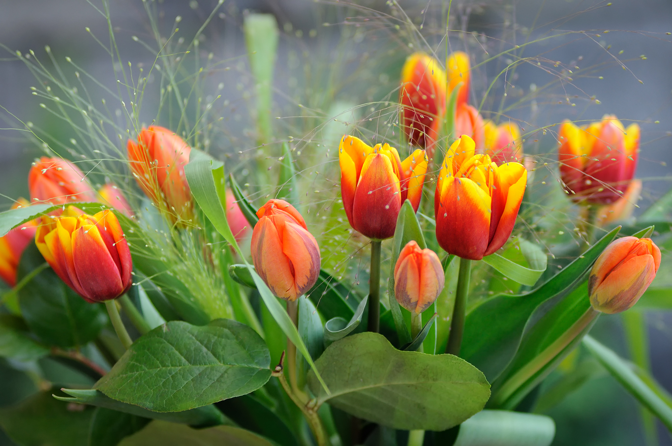 Tulpen...