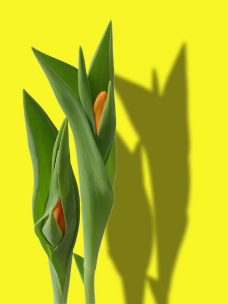 Tulpen 8