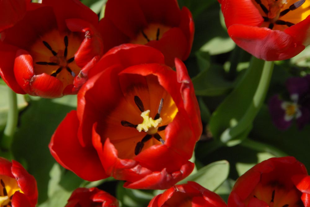 Tulpen