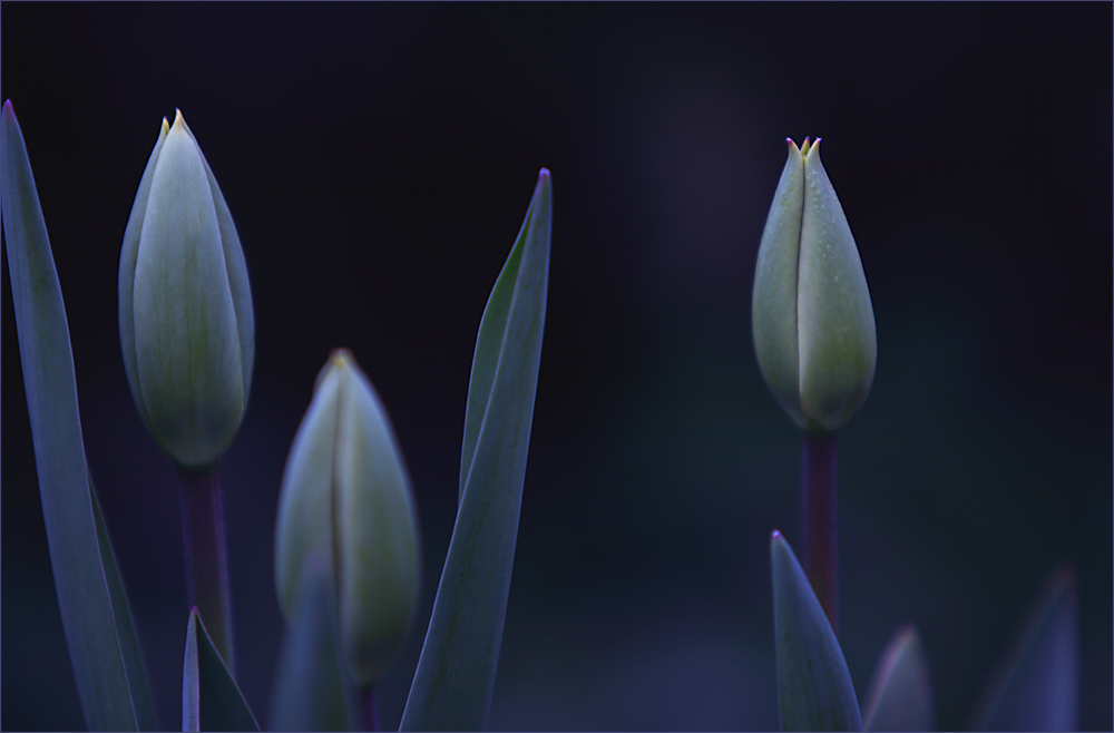 Tulpen