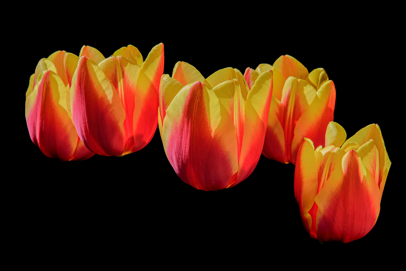 Tulpen