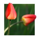 Tulpen