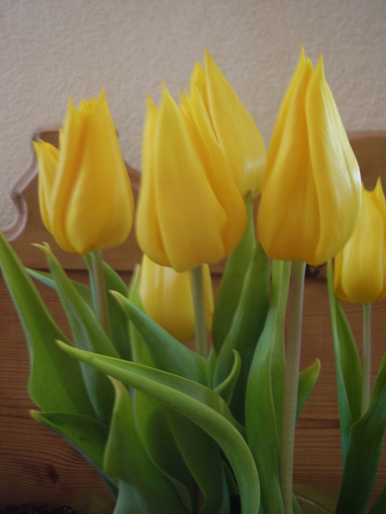 Tulpen