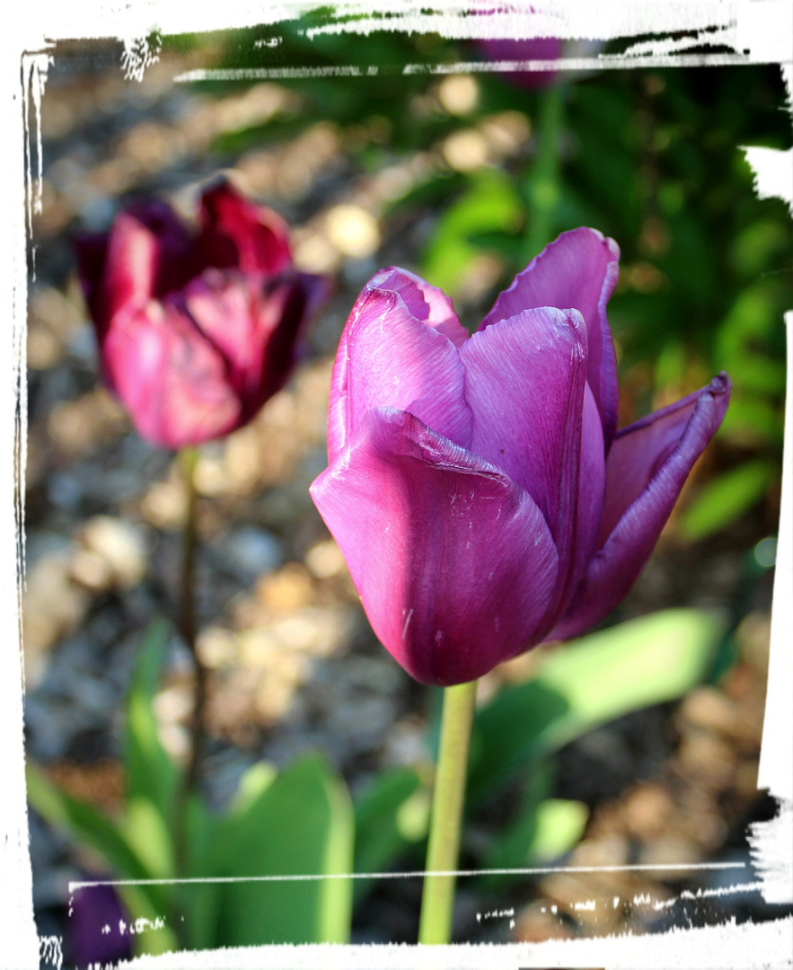 Tulpen .....