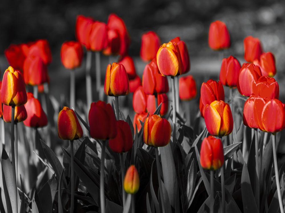 Tulpen von Peter Erlebach 