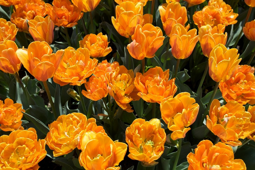 Tulpen